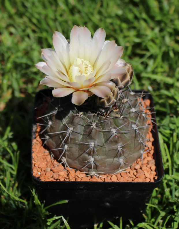 Gymnocalycium gibbosum var. chubutense JPR 36/89