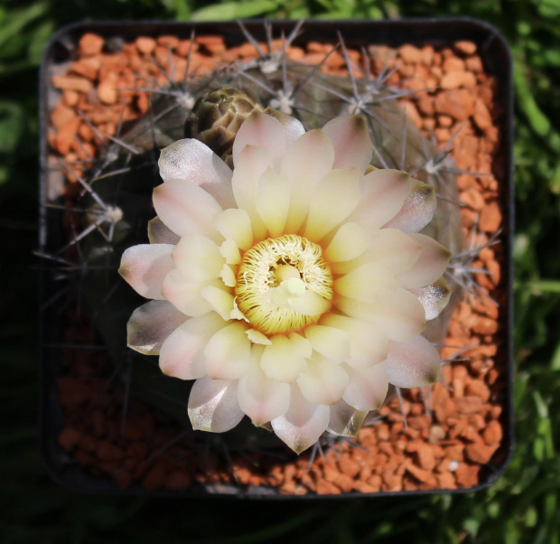 Gymnocalycium gibbosum var. chubutense JPR 36/89