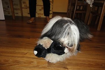 #PON #szczeniaki #AmaCanem #hodowla #psy