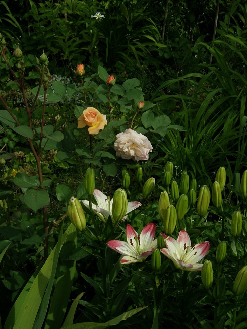Charles Austin #kwiaty #ogród #róże