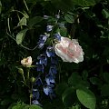 Meiden Blush #kwiaty #ogród #róże