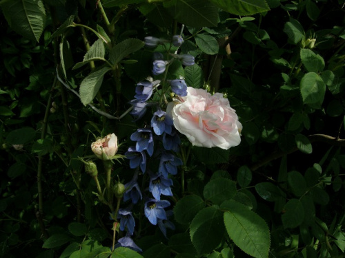 Meiden Blush #kwiaty #ogród #róże