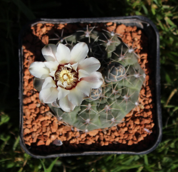 Gymnocalycium quehlianum v. rolfianum