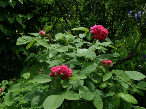 Rose de Resht #kwiaty #ogród #wiosna