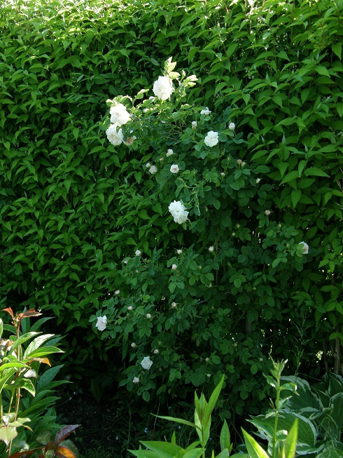 Alba Maxima #kwiaty #ogródek #peonie #róże