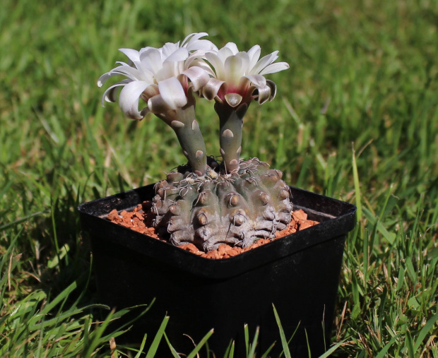 Gymnocalycium quehlianum