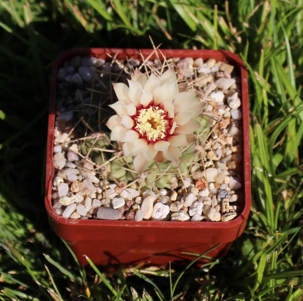 Gymnocalycium ochoterenae v. scoparium GN 98/245