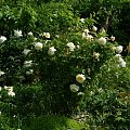 Crocus Rose #kwiaty #ogródek #róże