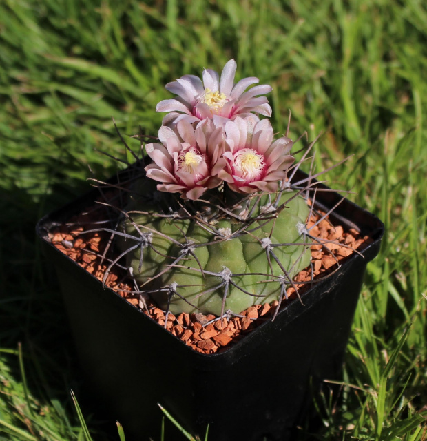 Gymnocalycium ochoterenae v. polygonum