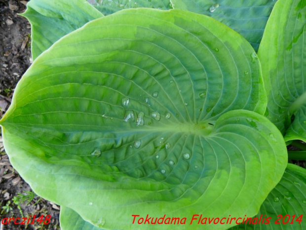 Hosta Tokudama Flavocircinalis