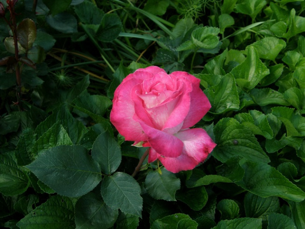 Rose Gaujard #kwiaty #ogród #róże