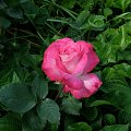 Rose Gaujard #kwiaty #ogród #róże
