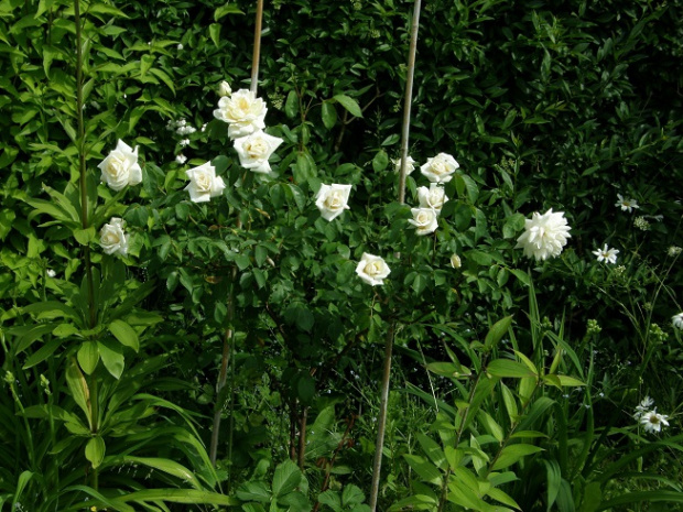 Ilse Krohn Superior #kwiaty #ogród #róże