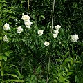 Ilse Krohn Superior #kwiaty #ogród #róże