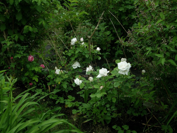 Frau Karl Druschki #kwiaty #ogród #róże