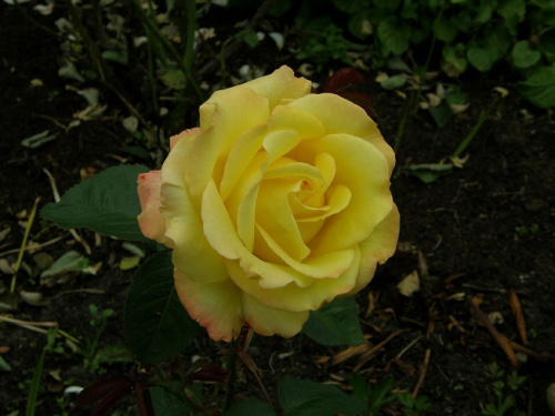 Yellow Garnish #kwiaty #ogród #róże