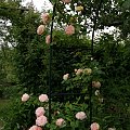 Alchymist #kwiaty #ogród #róże