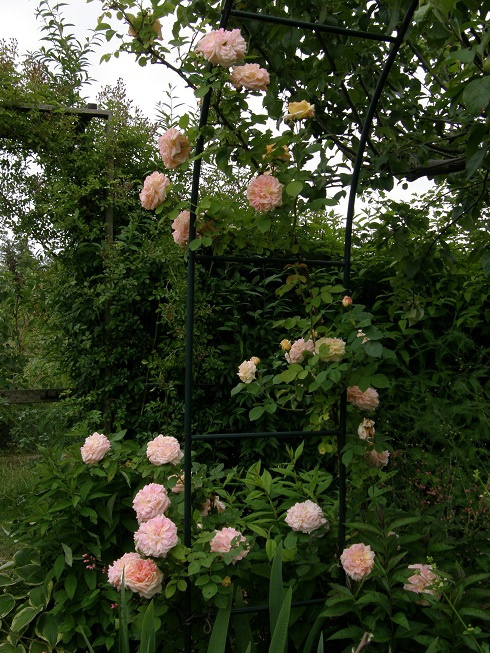 Alchymist #kwiaty #ogród #róże
