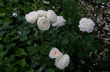 Artemis #kwiaty #odród #róże