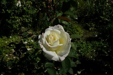 American Heritage #kwiaty #ogród #róże