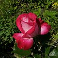 Rose Gauyard #kwiaty #ogród #róże