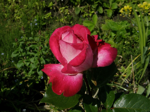 Rose Gauyard #kwiaty #ogród #róże