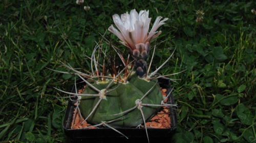 Gymnocalycium bozsignianum