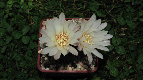 Gymnocalycium taningaense JO 310