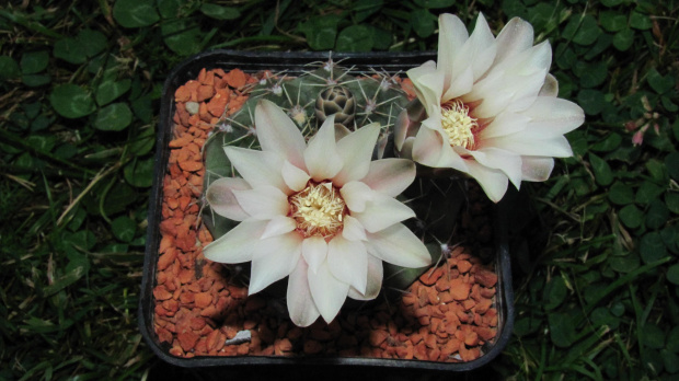 Gymnocalycium quehlianum v. rolfianum