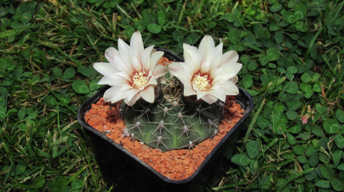 Gymnocalycium quehlianum v. rolfianum