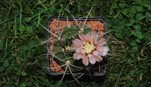 Gymnocalycium bozsingianum