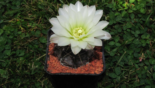 Gymnocalycium gibbosum v. fenellii