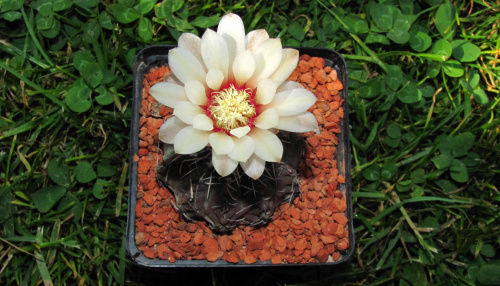 Gymnocalycium quehlianum