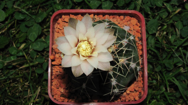 Gymnocalycium amerhauseri