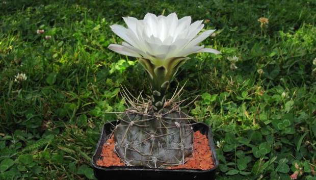 Gymnocalycium gibbosum v. fenellii