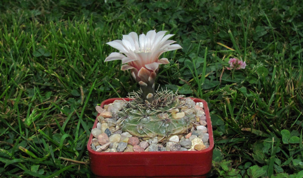 Gymnocalycium stellatum STO 117