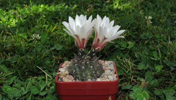 Gymnocalycium taningaense JO 310