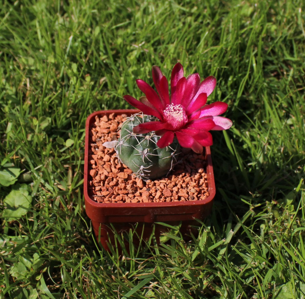 Gymnocalycium baldianum