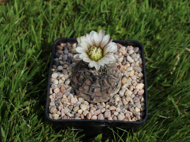 Gymnocalycium bodenbenderianum