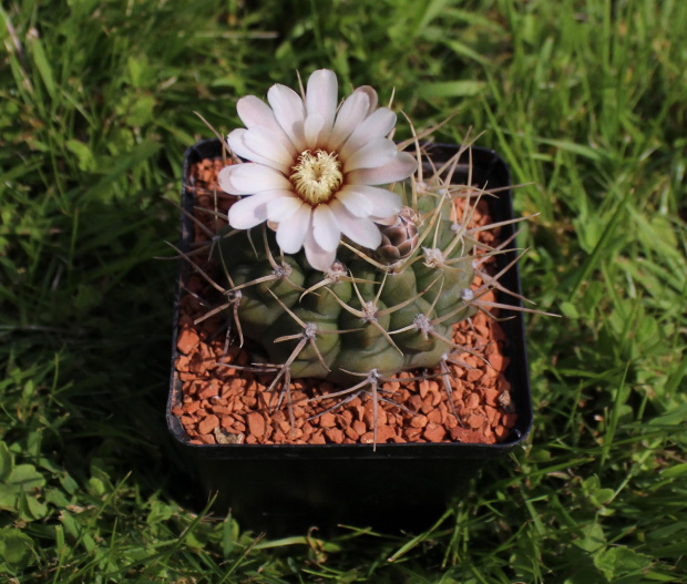 Gymnocalycium moserianum