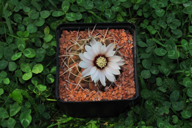 Gymnocalycium kolzeskyanum U 74