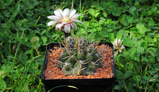 Gymnocalycium intertextum CH 2035