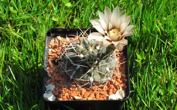 Gymnocalycium kieslingii v. castaneum LF 25