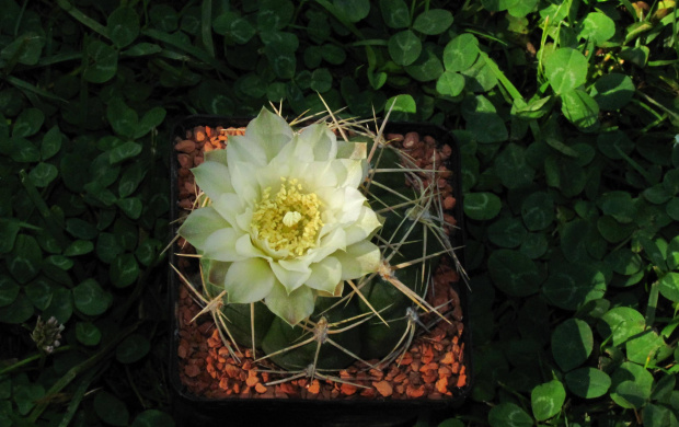 Gymnocalycium denudatum