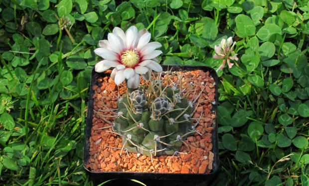 Gymnocalycium intertextum CH 2035