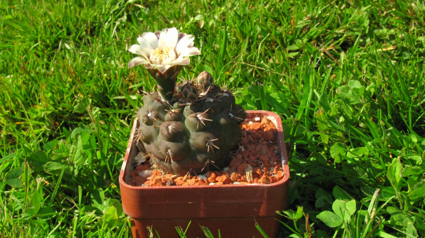 Gymnocalycium stellatum STO 99