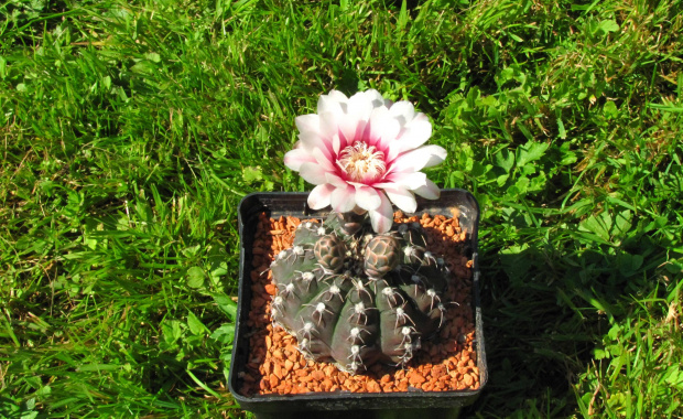 Gymnocalycium altagraciense P 119