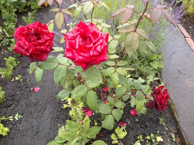 róża bordowa z marketu