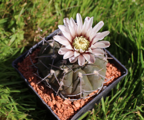 Gymnocalycium asterium