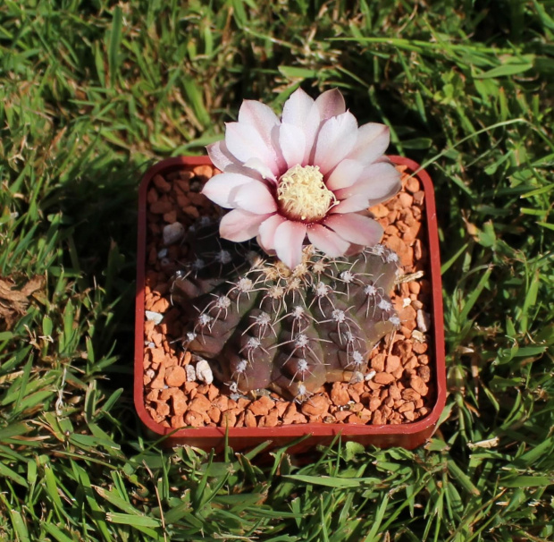 Gymnocalycium quehlianum v. albispinum WR 103a